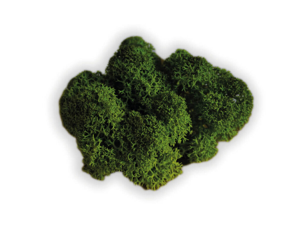 liquen color forest green