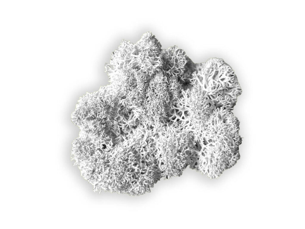 liquen color white