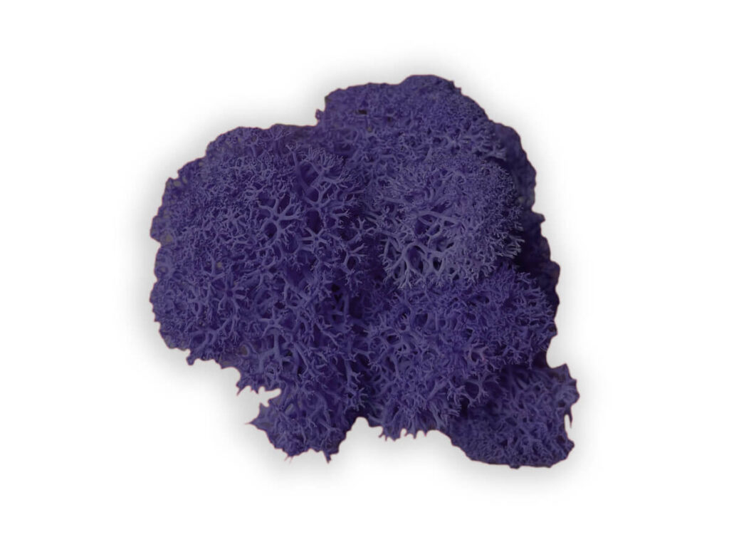 liquen color purple