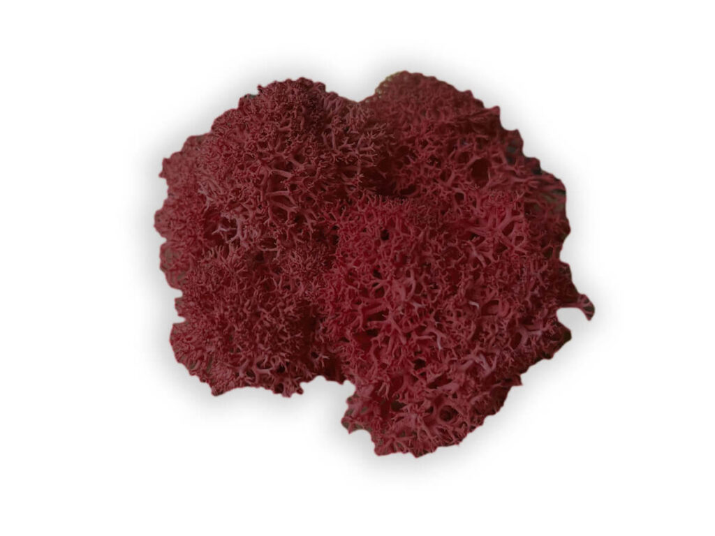 liquen color wine