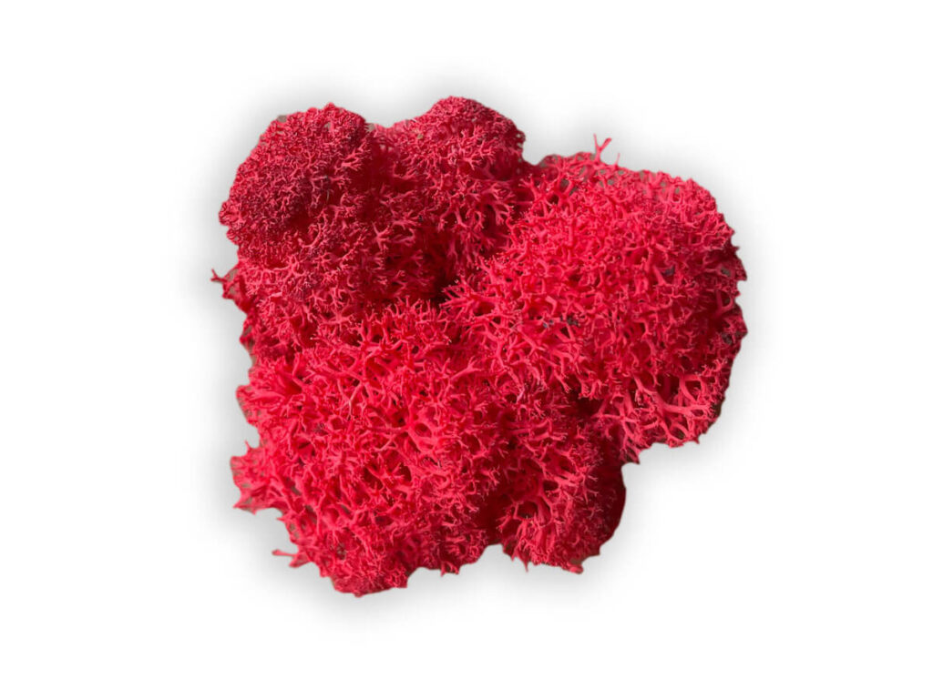 liquen color red