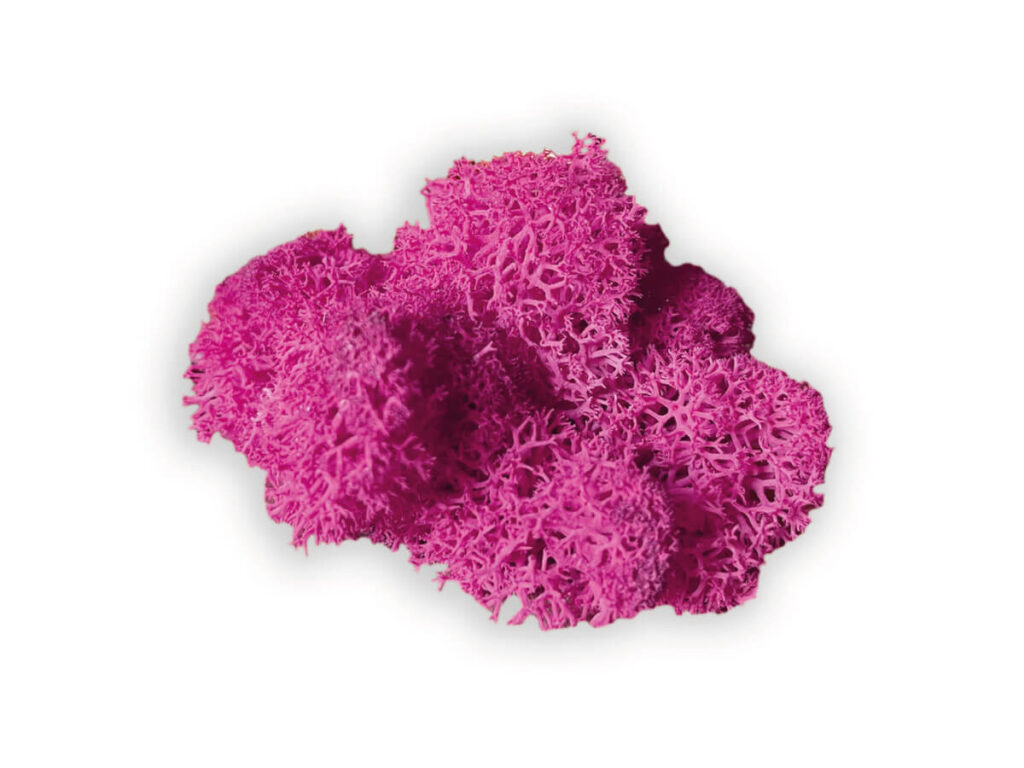 liquen color fuchsia
