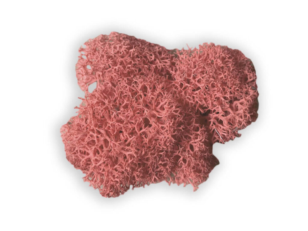 liquen color pink