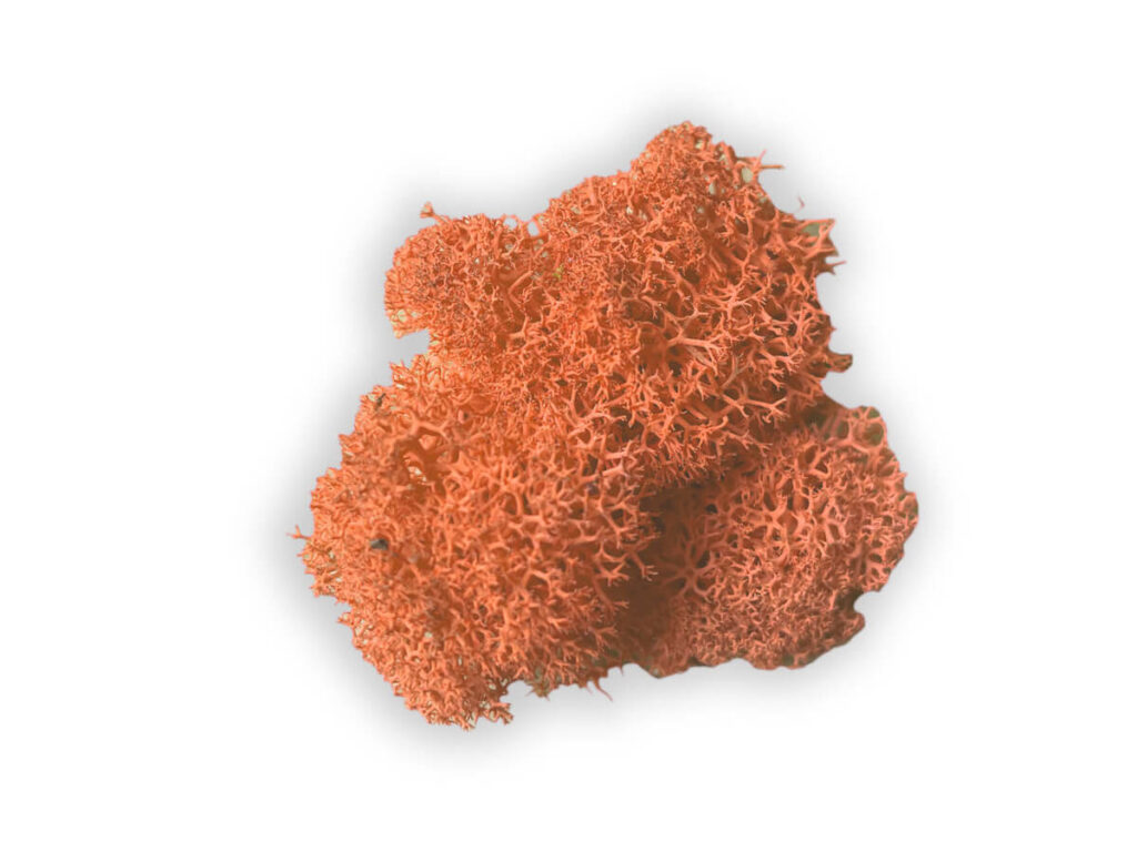 liquen color orange
