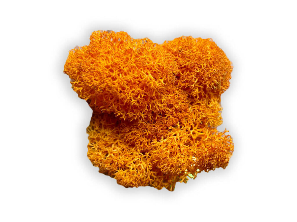 liquen color pumpkin