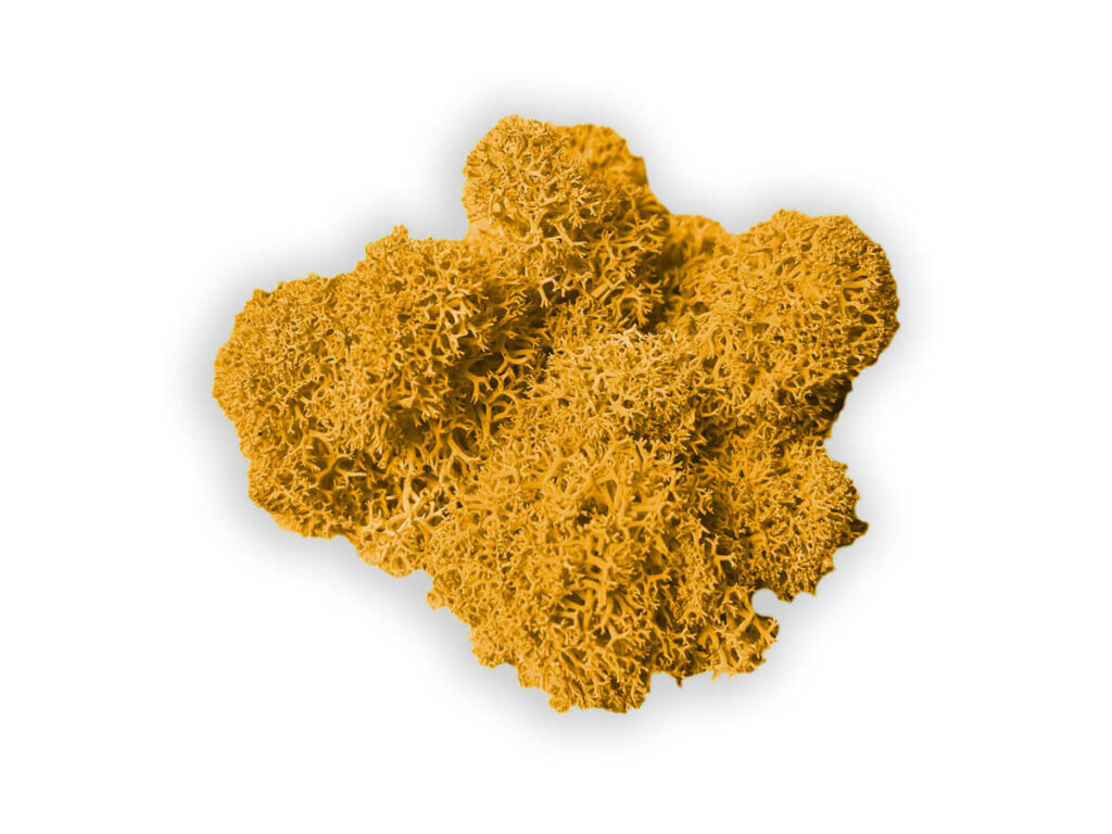 liquen color mustard