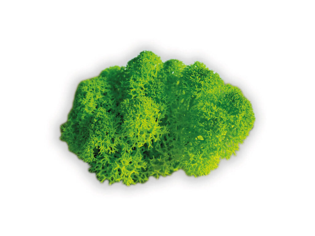 liquen color light green