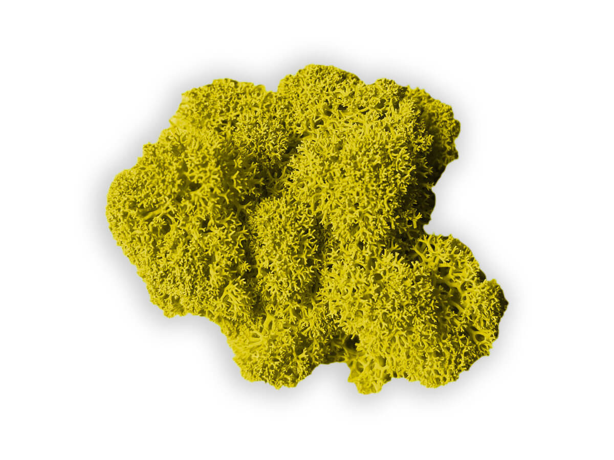 liquen color yellow