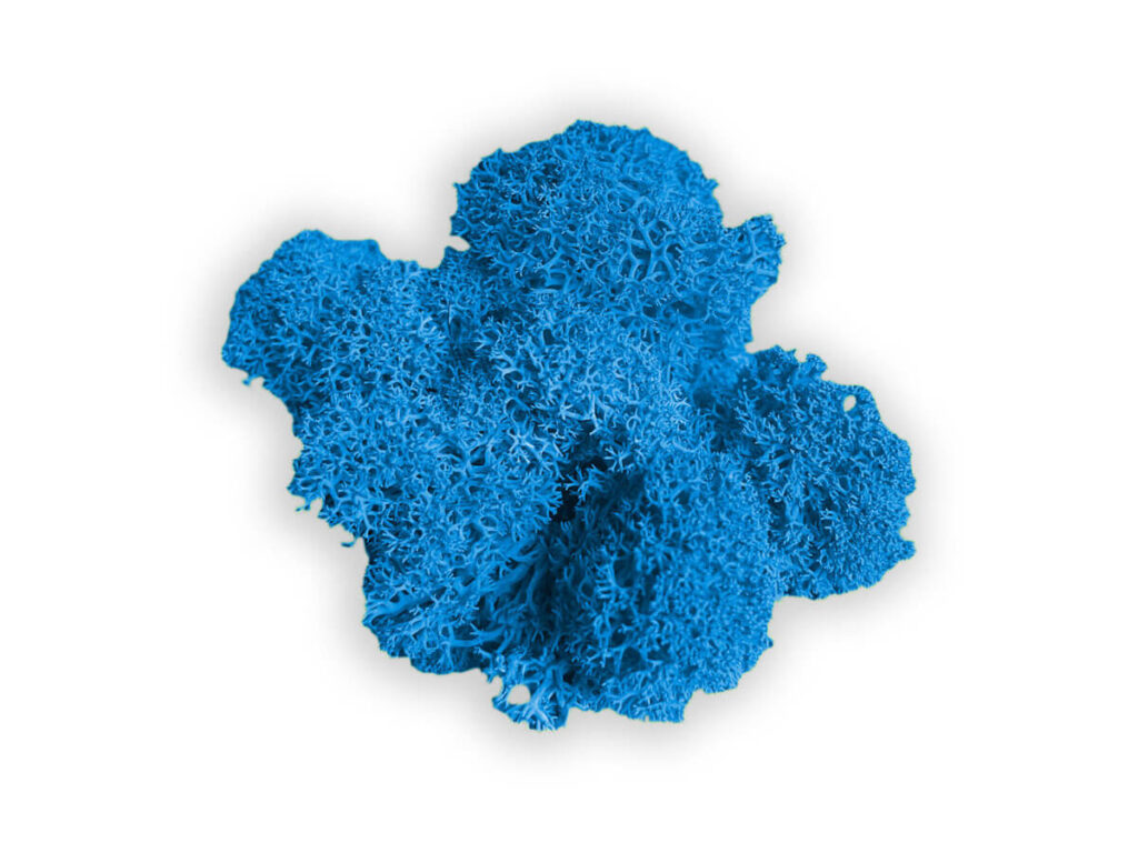 liquen color blue