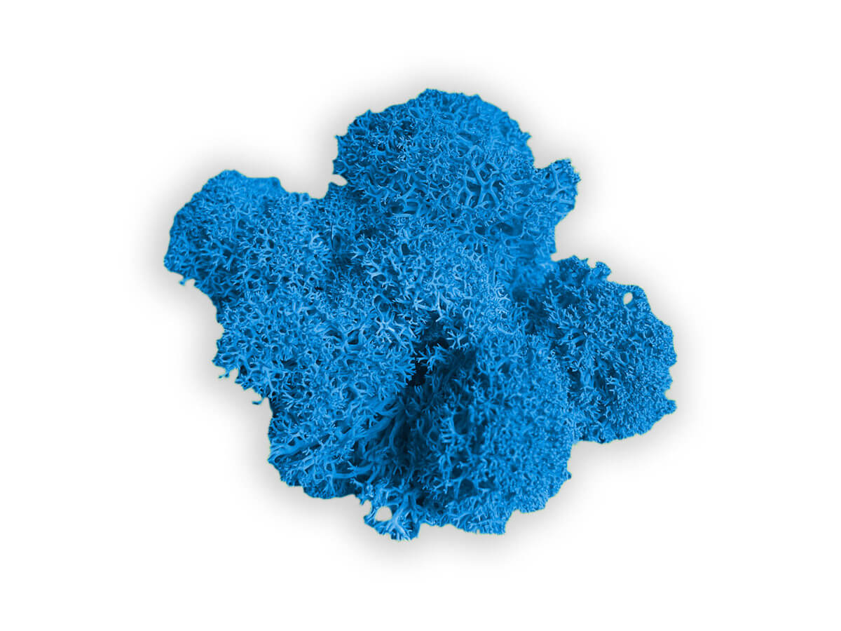 liquen color blue