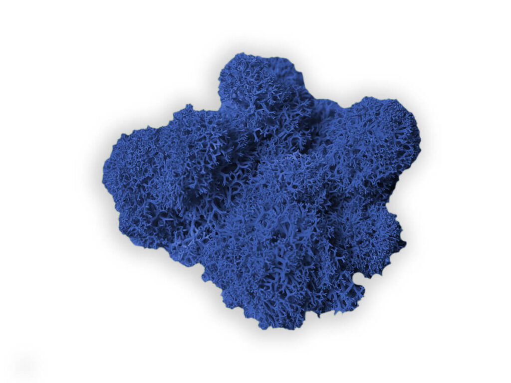 liquen color marine