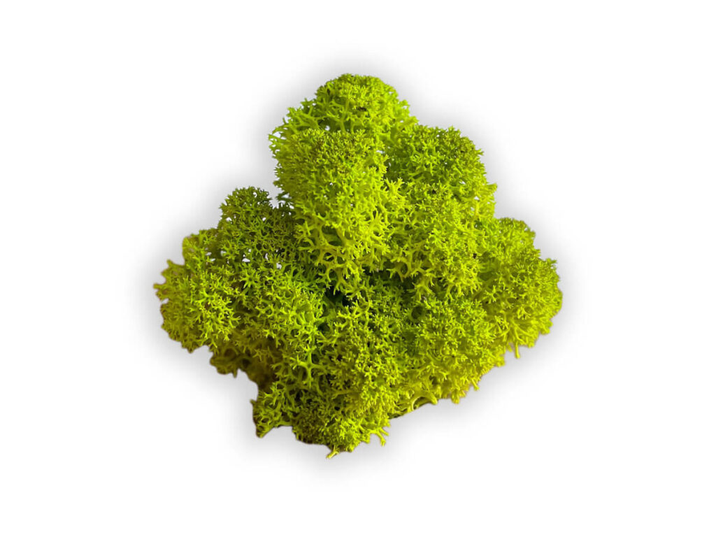 liquen color lime