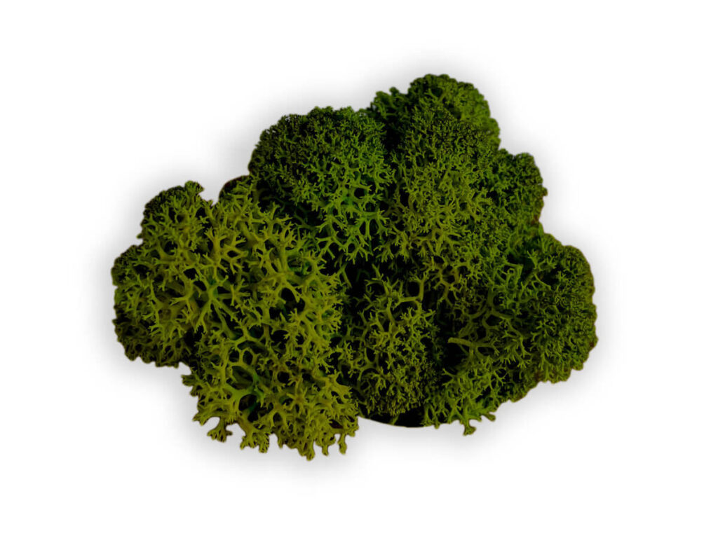 liquen color medium green