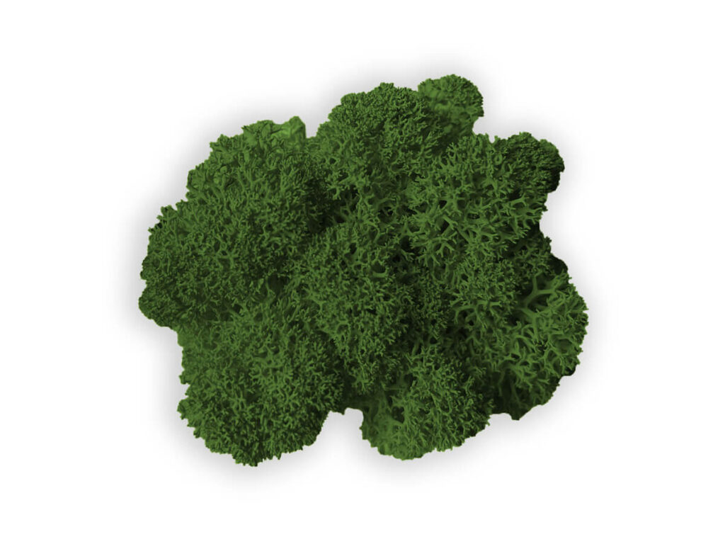 liquen color nature green