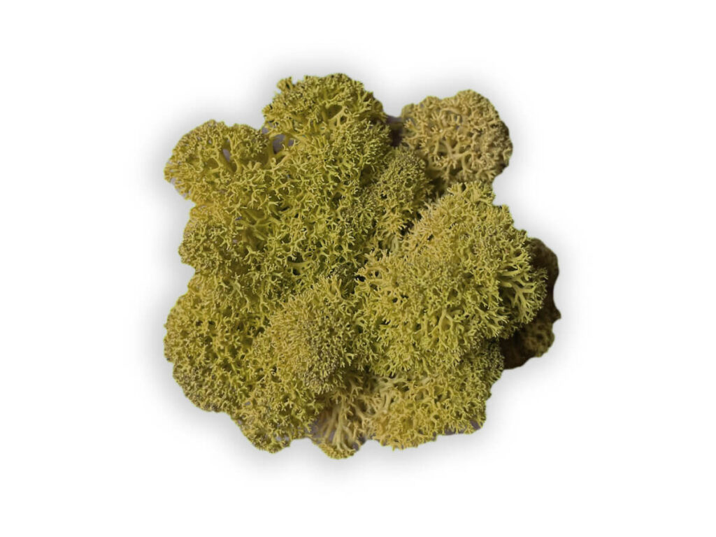 liquen color olive