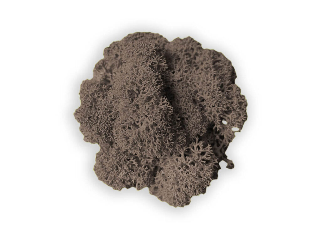 liquen color brown