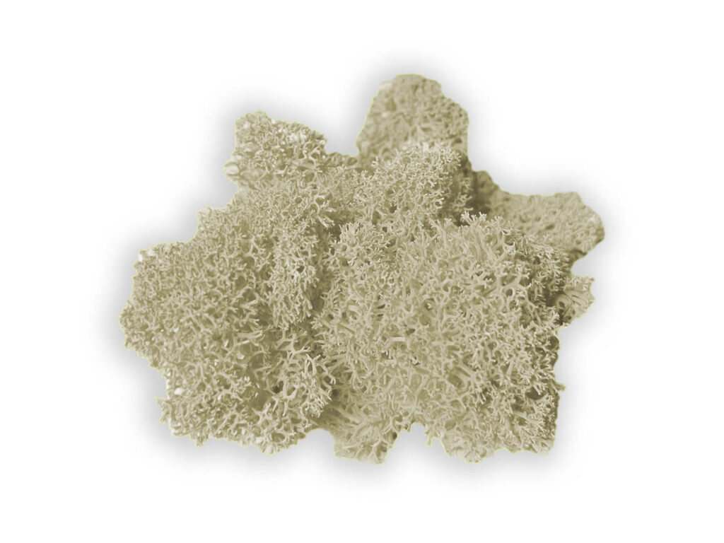 liquen color cream