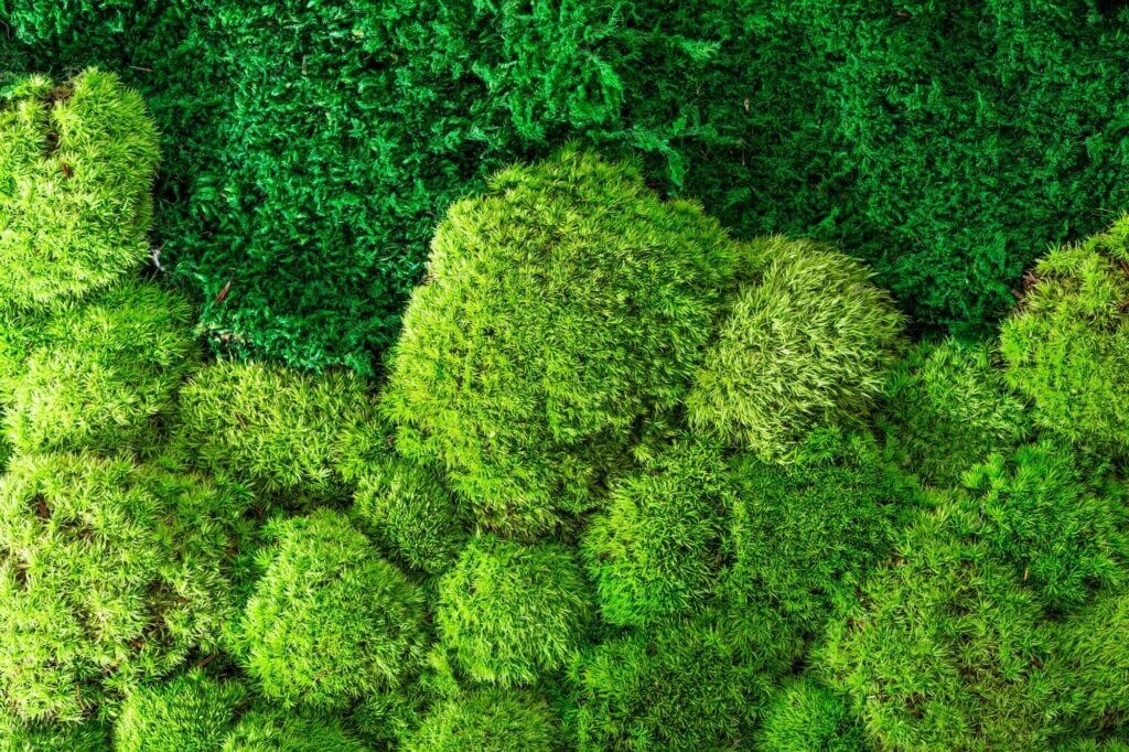 basic green flat