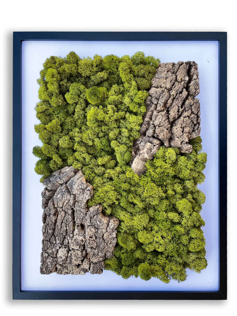 collection cuadros vegetales Cork&Lichen