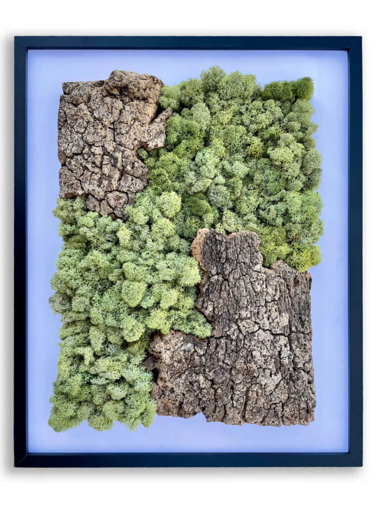 collection cuadros vegetales Cork&Lichen