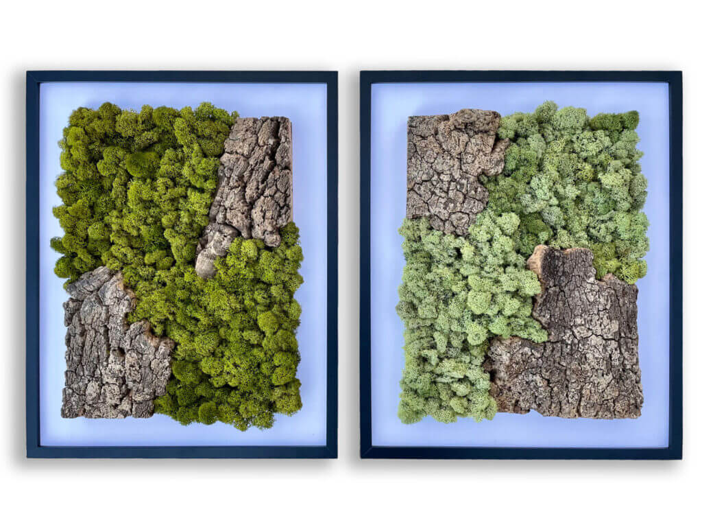 collection cuadros vegetales Cork&Lichen