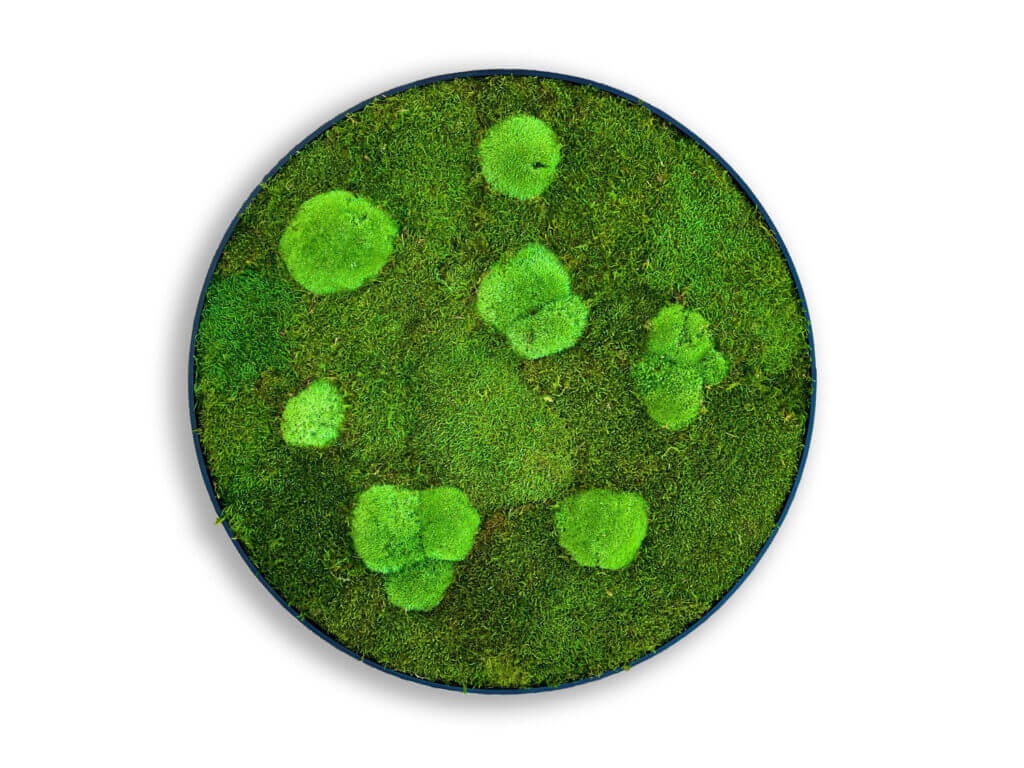 collection cuadros vegetales circle