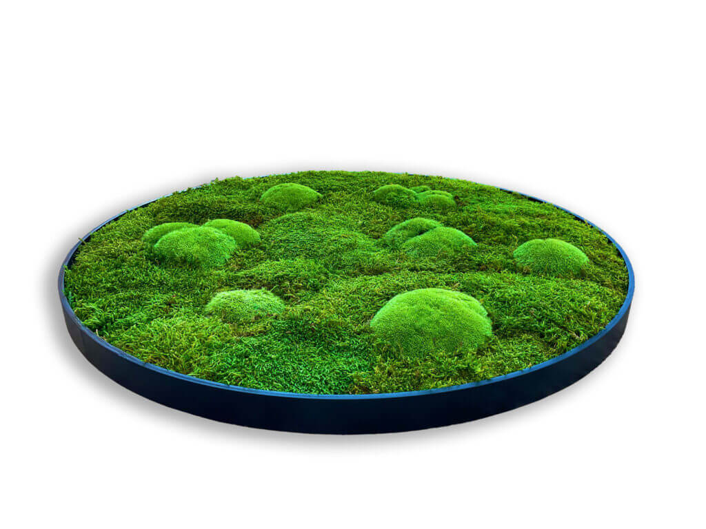 collection cuadros vegetales circle