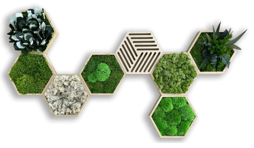 collection cuadros vegetales hexa
