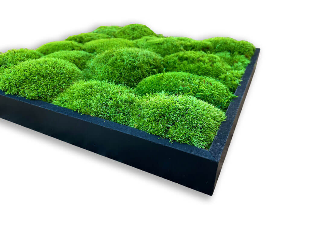collection cuadros vegetales frame