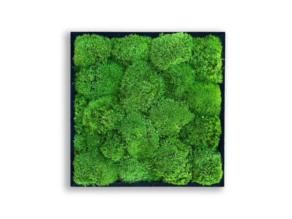 collection cuadros vegetales frame