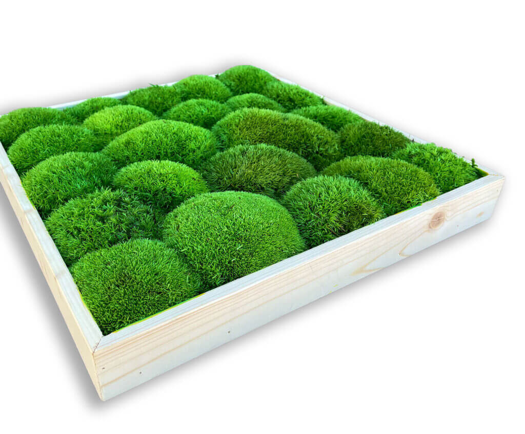 collection cuadros vegetales frame