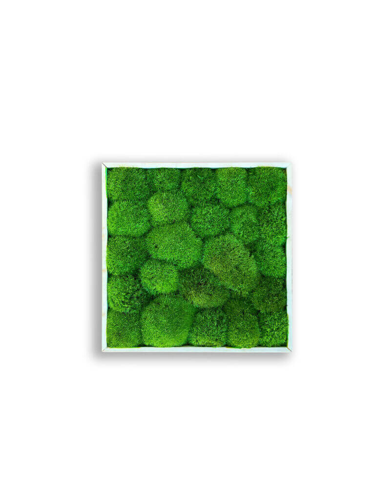 collection cuadros vegetales frame