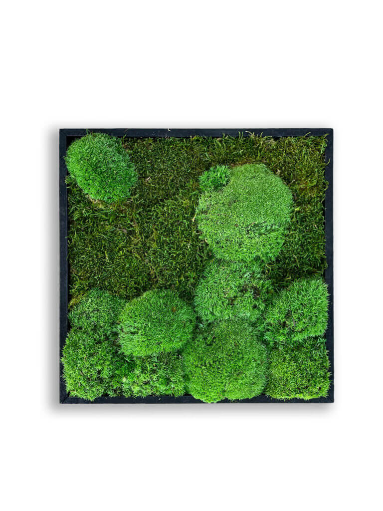 collection cuadros vegetales frame