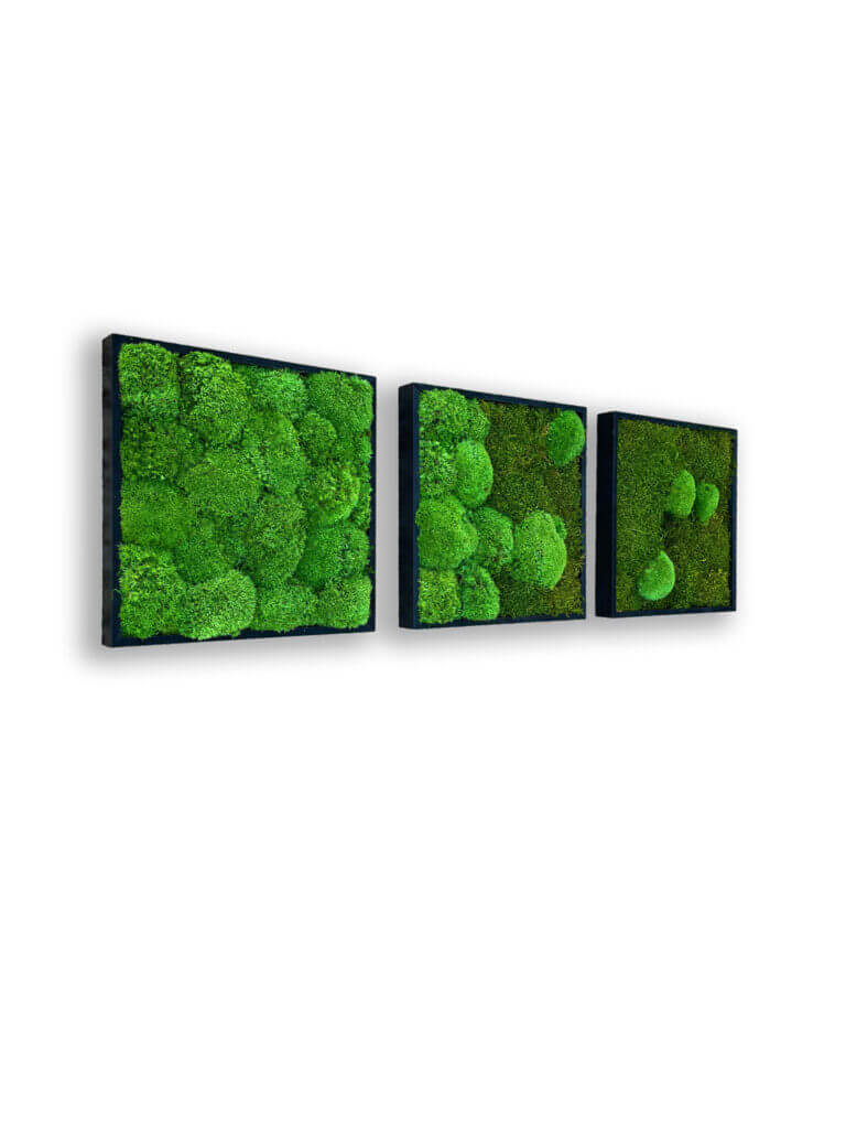 collection cuadros vegetales frame