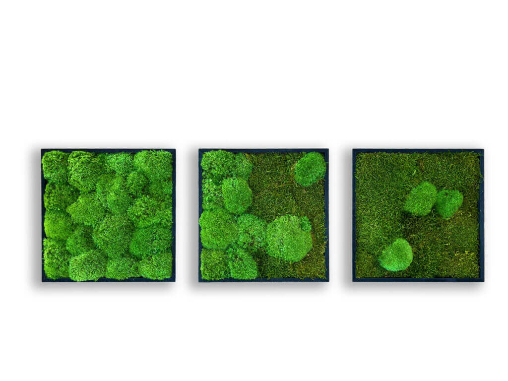 collection cuadros vegetales frame