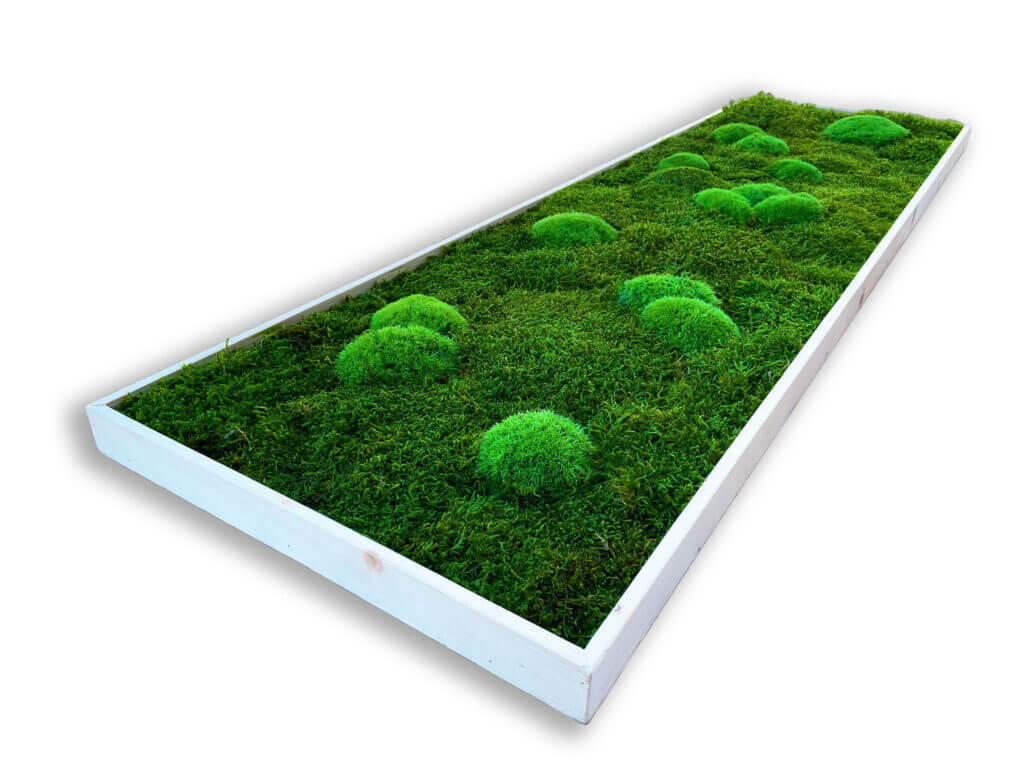 collection cuadros vegetales frame