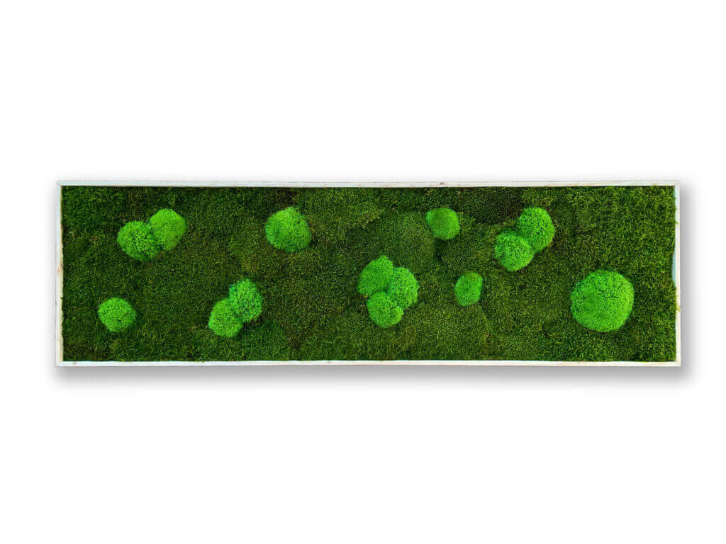 collection cuadros vegetales frame