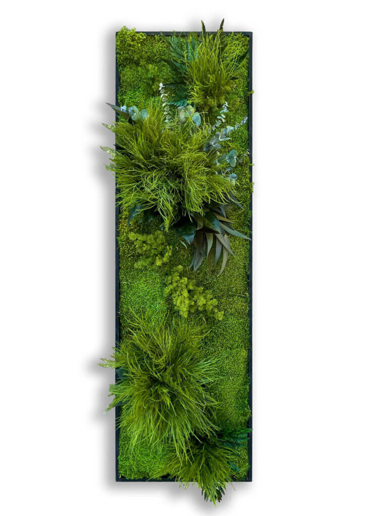 collection cuadros vegetales frame