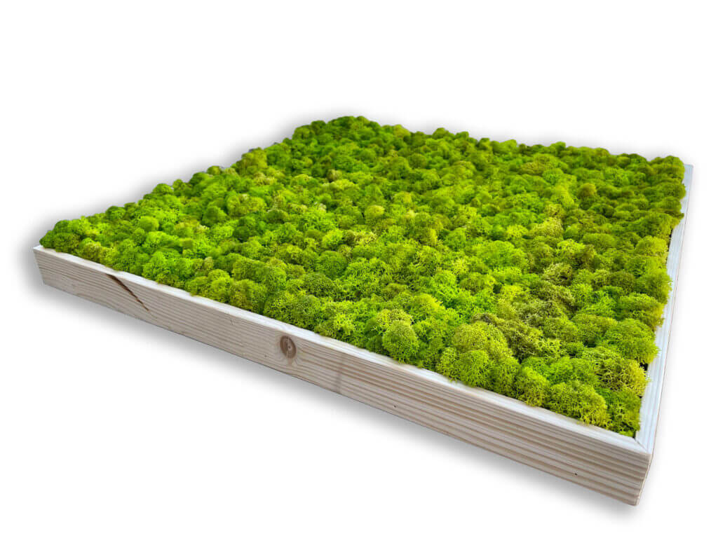 collection cuadros vegetales frame