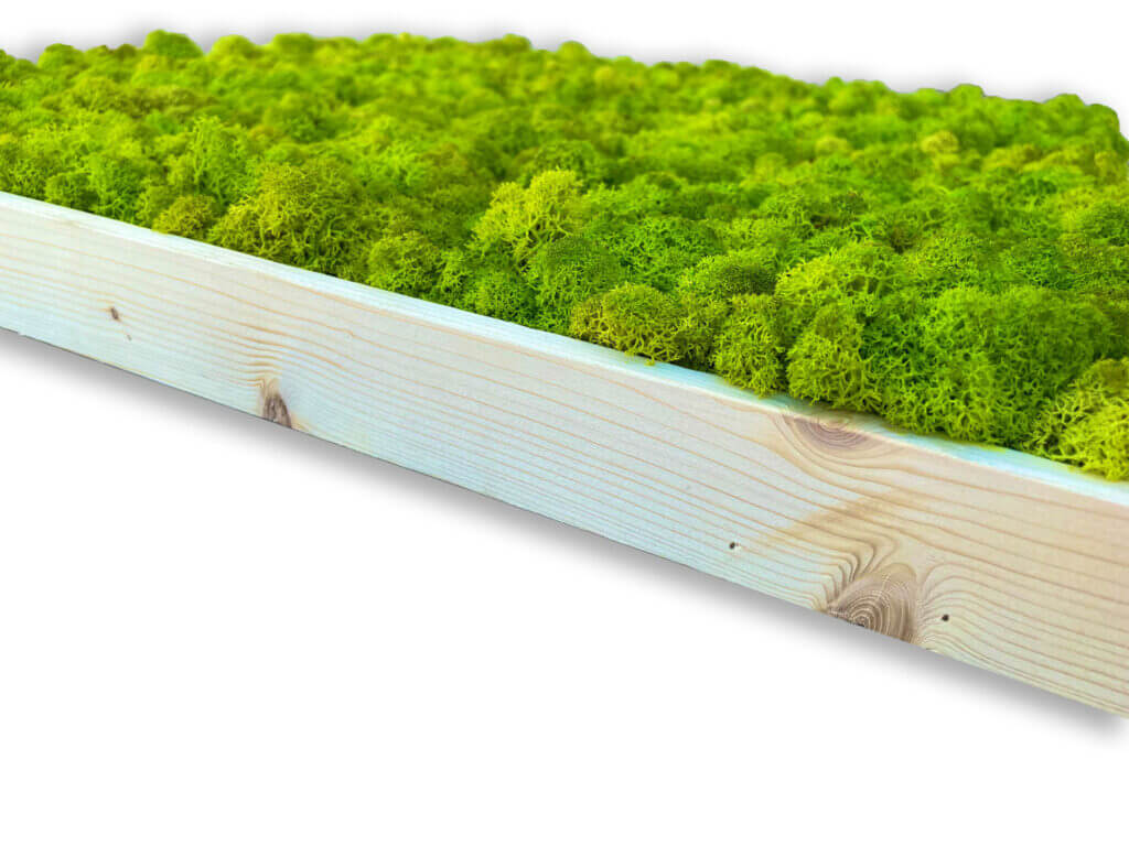 collection cuadros vegetales frame