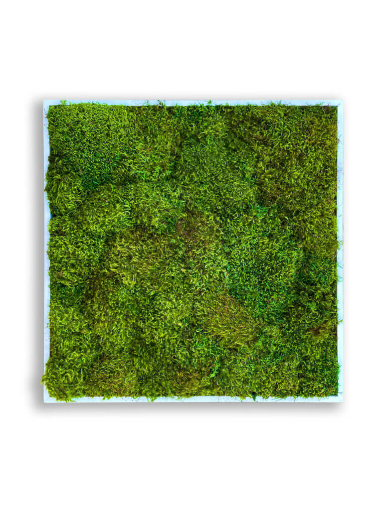collection cuadros vegetales frame