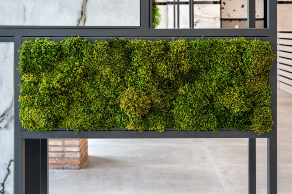 collection cuadros vegetales frame cerpa