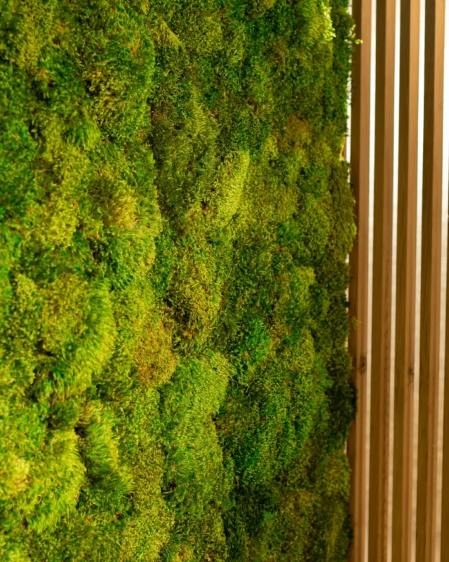 🌿 No hay nada como la profundidad visual del musgo para aportar naturalidad a cualquier entorno.

Este revestimiento vegetal, con volúmenes orgánicos y tonos intensos, convierte cualquier pared en un punto focal sin necesidad de mantenimiento.

Sostenible, estético y 100% natural. ✨

🌐 www.greenesfera.com
📩 info@greenesfera.com
📞 678 83 48 28

#Greenesfera #greenwalls #walldecor #biofilia #biophilia #biophilicdesign #wellbeing #bienestar #contract #verticalgarden #jardinvertical #architecture #interiordesign #biophilicdesigns #naturaldesign #naturaldecor #greendecor #greendesign #design #decor #interiordesign #interiorismo #interiorism #deco #preservedplants